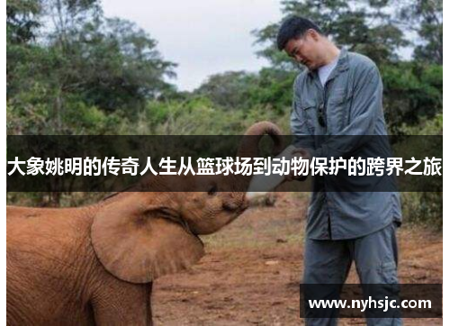 大象姚明的传奇人生从篮球场到动物保护的跨界之旅